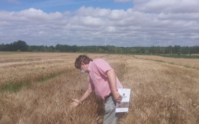 Sostenibilidad, rentabilidad y eficiencia en el cultivo de trigo duro