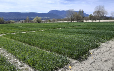 La cooperativa socia del Grupo AN Santa Orosia de Jaca-Sabiñánigo, pionera en la producción de avena para consumo humano