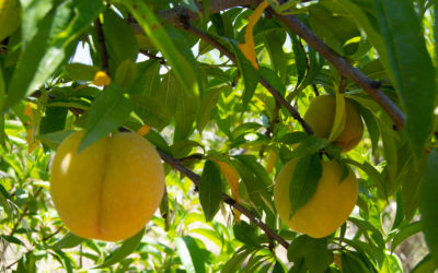 Buena calidad, pero menor producción de frutas de hueso