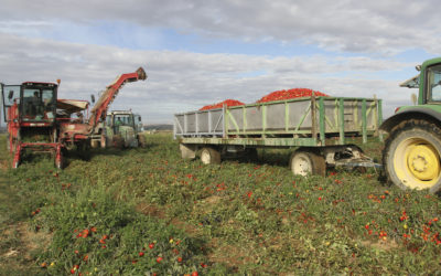 Las campañas hortícolas del final del verano: tomate y pimiento