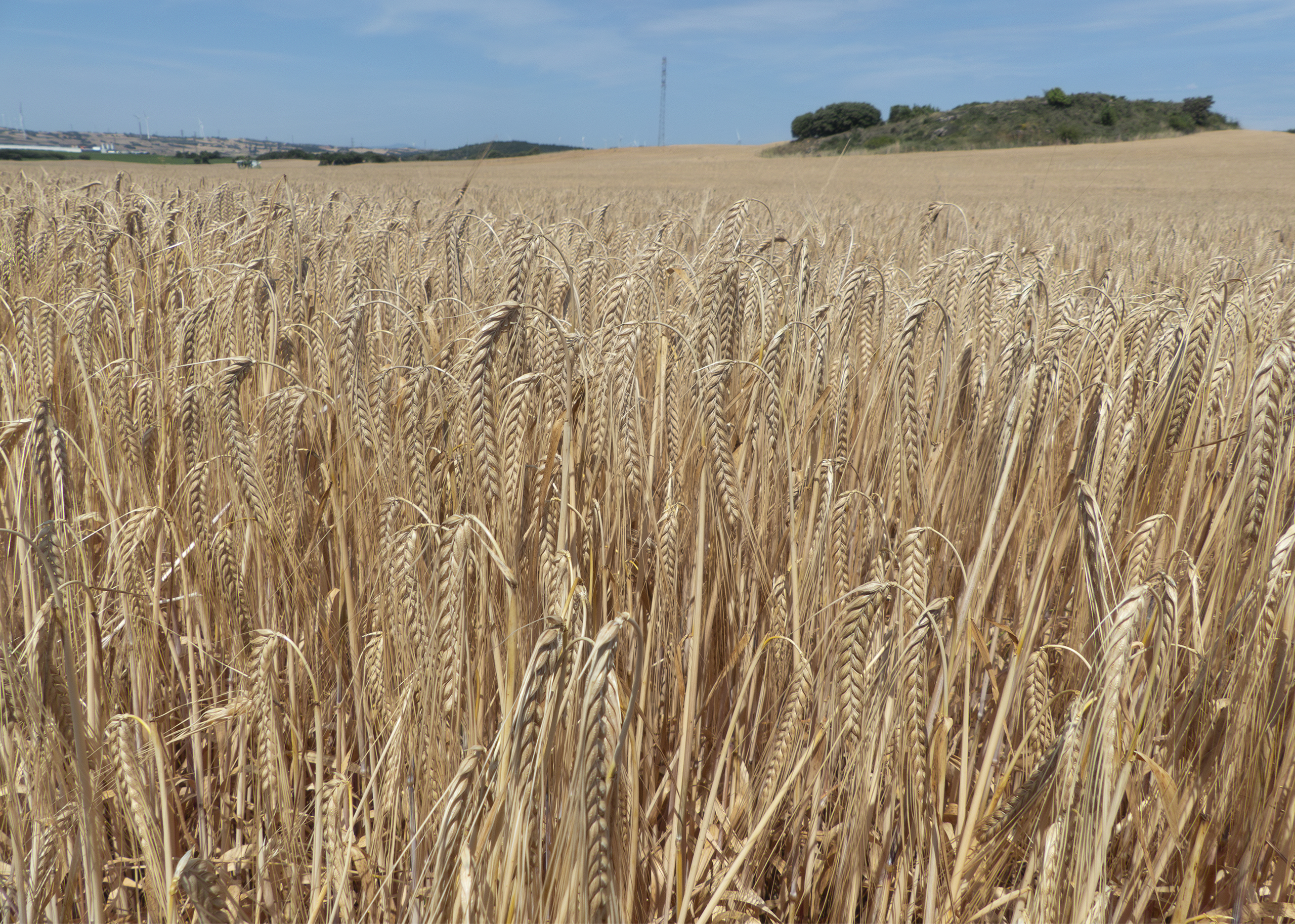 Seguros agrarios