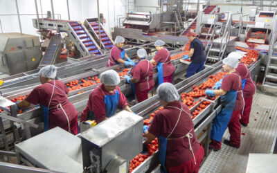 El tomate, a pleno rendimiento en Navarra