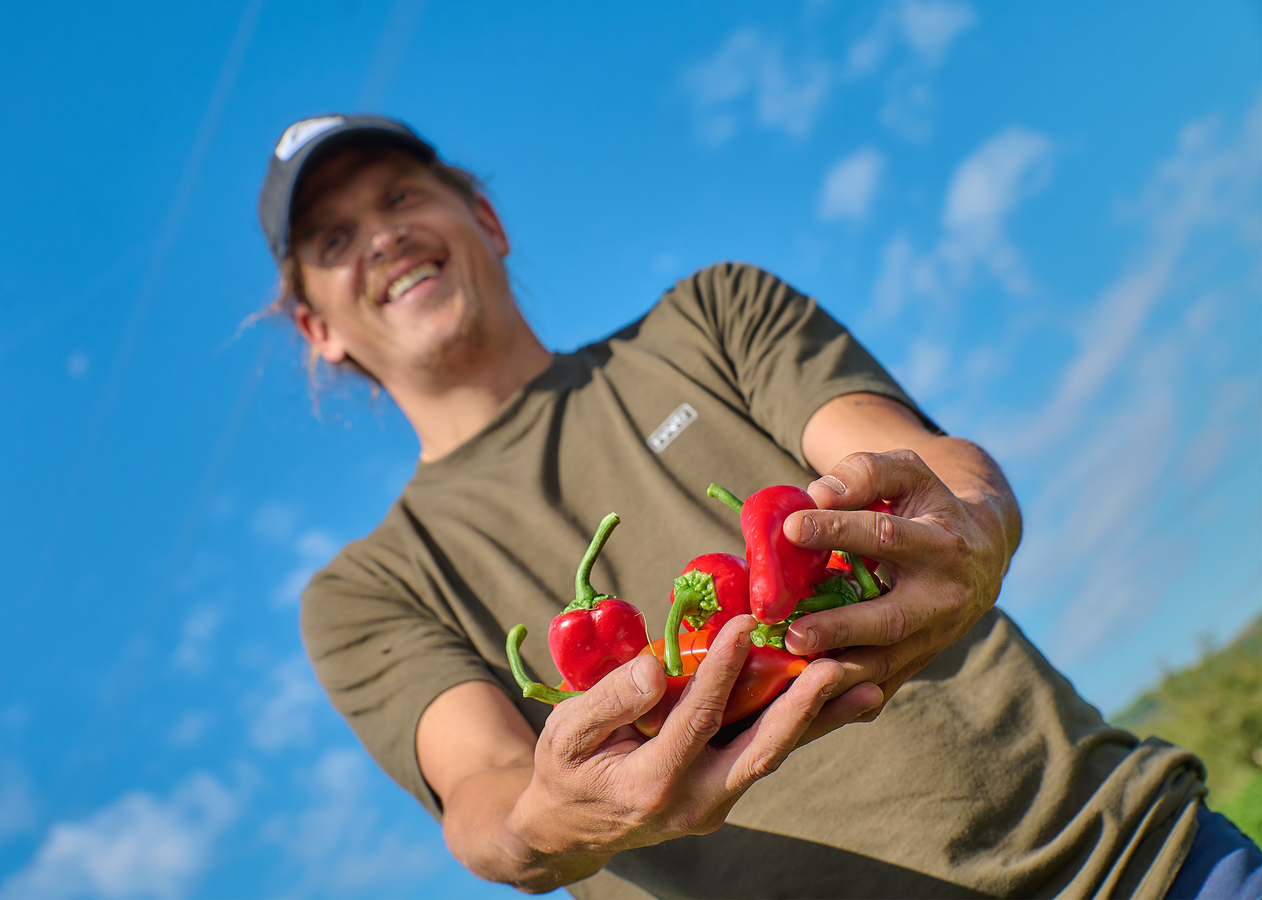 Plantas de pimiento en Caparroso