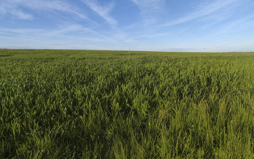 Las lluvias propician un buen estado de los cereales