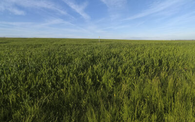 Las lluvias propician un buen estado de los cereales