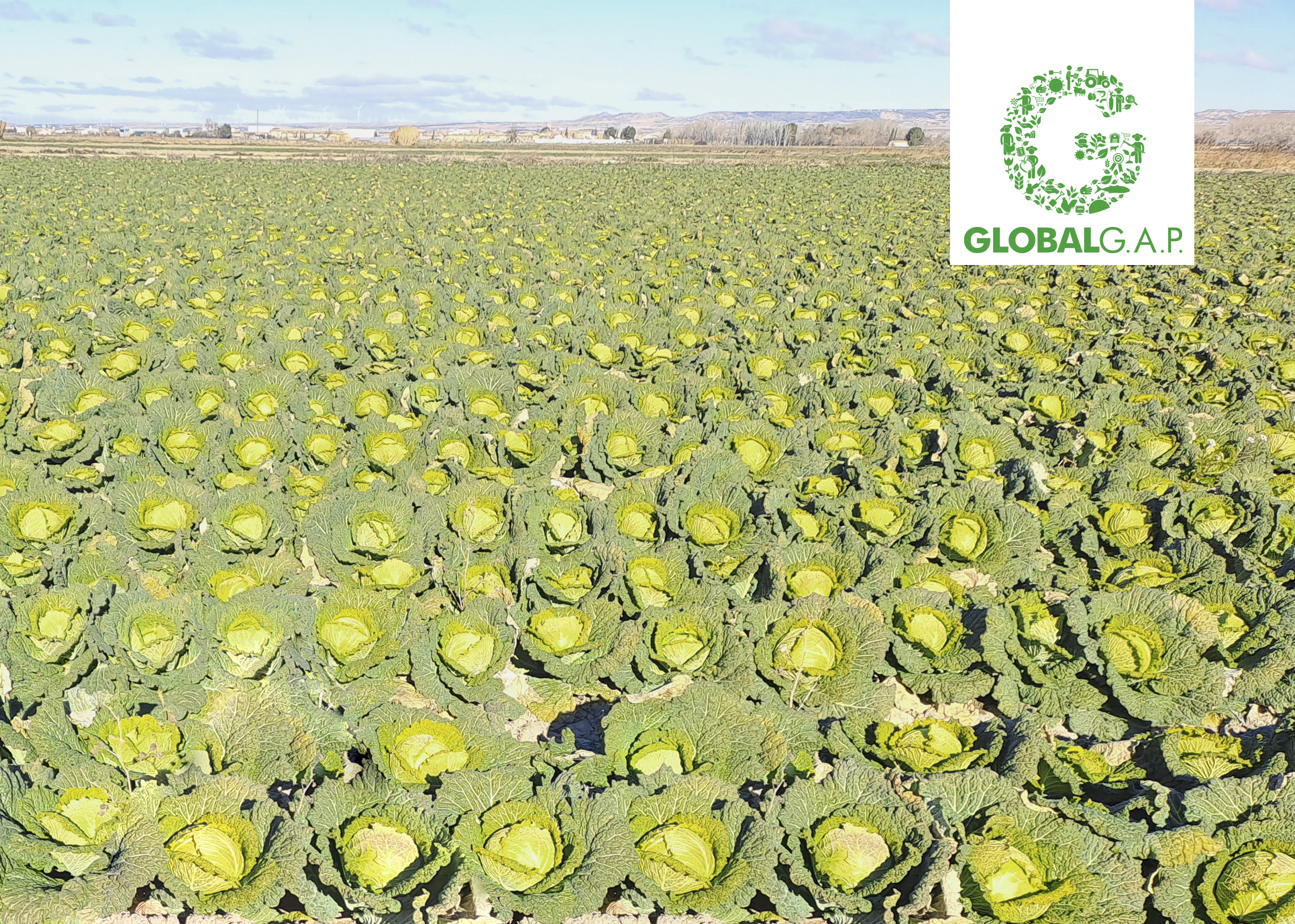 Plantas de pimiento en Caparroso