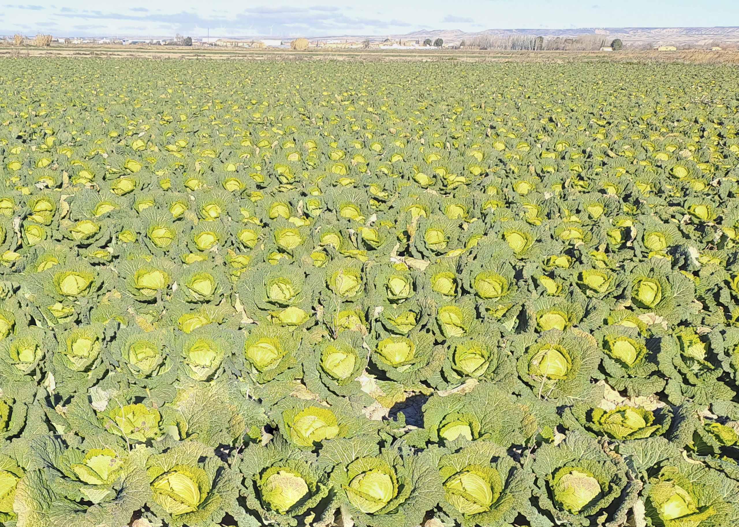 Plantas de pimiento en Caparroso